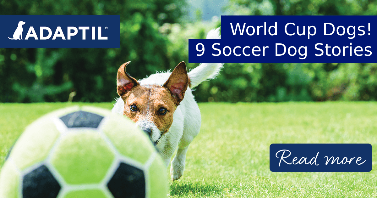World Cup Dogs! 9 Soccer Dog Stories